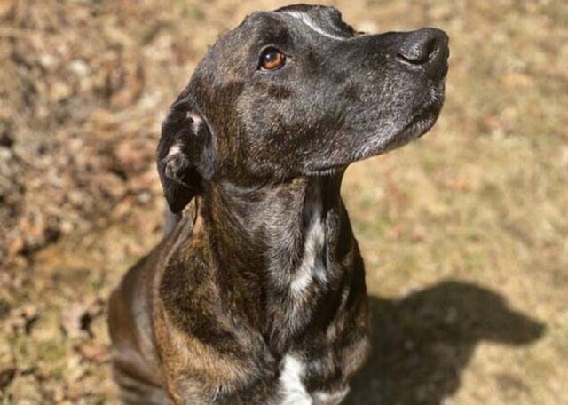 Cane 10 giorni lontano dai suoi genitori, la reazione al loro arrivo (VIDEO)