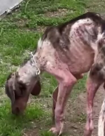 Un cane e la sua trasformazione: prima e dopo il salvataggio (VIDEO)