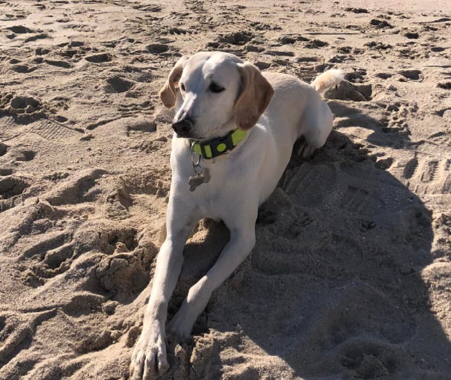 cagnolina sulla spiaggia