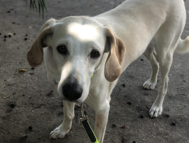 Francavilla Fontana, pubblicato l’appello che denuncia la scomparsa di Susy, la cagnolina non può essere svanita nel nulla