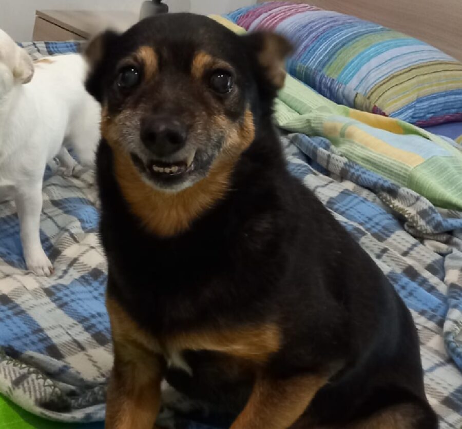 cagnolina cerca di sorridere 