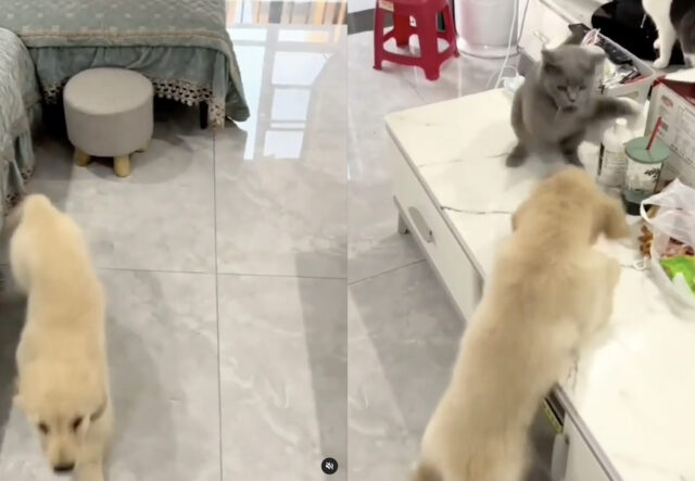 gatto reagisce di fronte a un cucciolo di Labrador Retriever risponde in maniera buffa