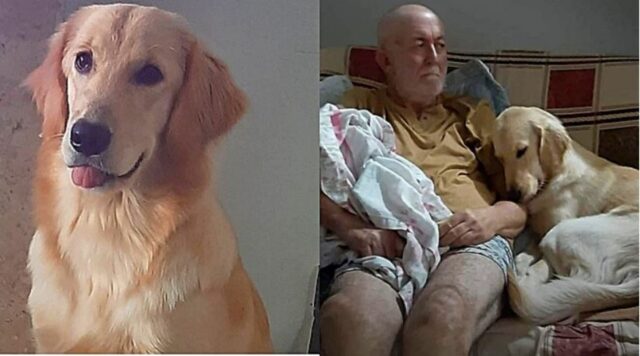 Cane resta sempre al fianco del suo papà adottivo: il motivo dolcissimo