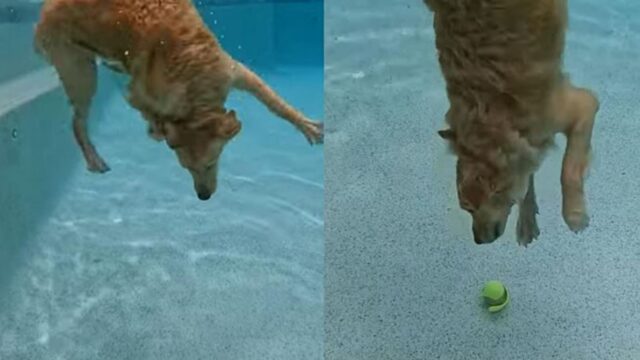 Un cane raccoglie la pallina da Tennis finita sul fondo della piscina (VIDEO)