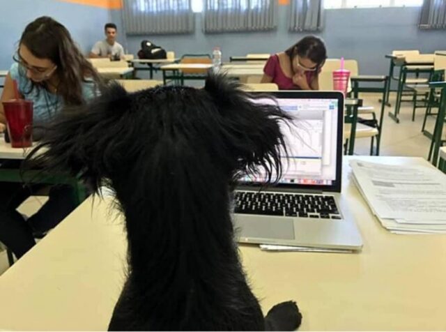 un cane supervisiona un test