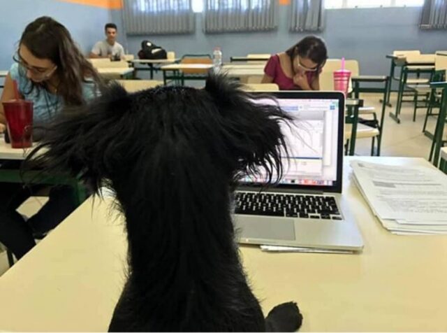 Un cane professore: supervisiona il test in maniera eccellente!