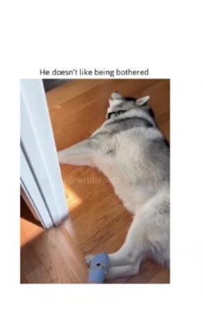 Husky simpaticissimo non vuole essere disturbato mentre dorme (VIDEO)