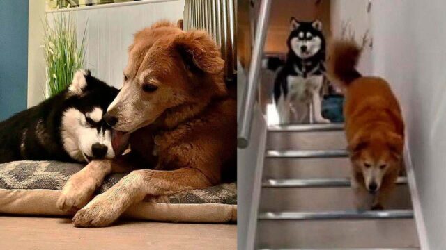 Il cane husky cieco che ha paura di scendere le scale viene aiutato dal suo fratello canino