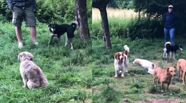 Il padrone organizza un incontro tra cani timidi per far superare alla cagnolina le sue paure