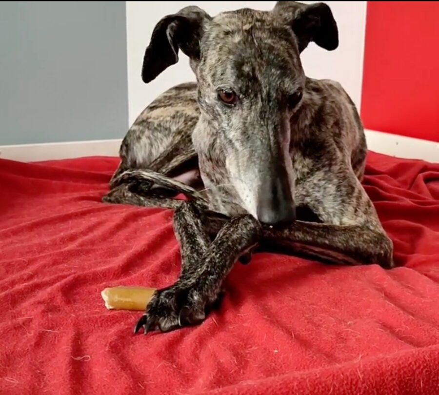 Jao il cane Galgo Español