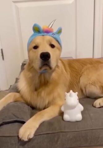 Un Golden Retriever ha paura del buio: conosciamolo (VIDEO)