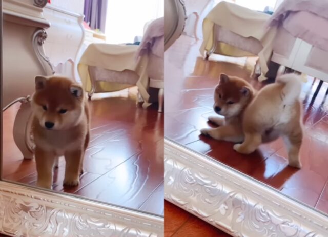 Lambo, il cucciolo Shiba Inu che adora guardarsi il sedere allo specchio (VIDEO)