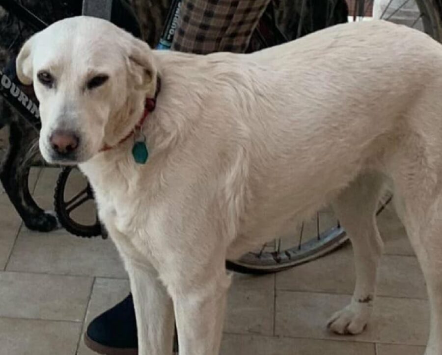 cagnolina luna collare con targhetta 