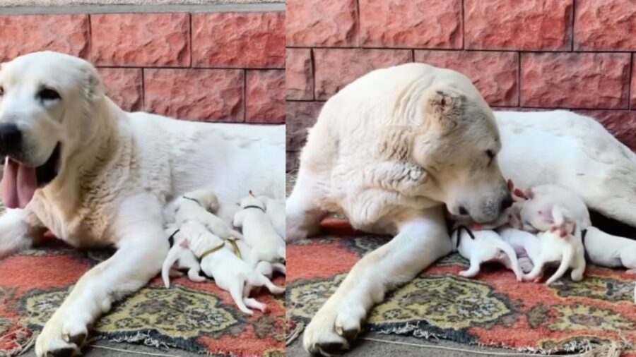 La mamma alabai coccola i suoi cuccioli