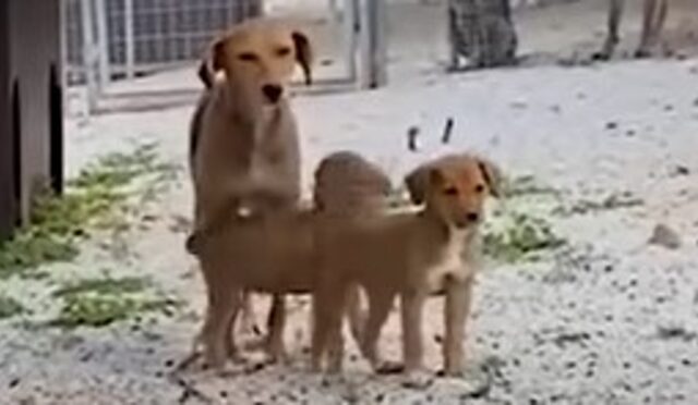 mamma e due cuccioli