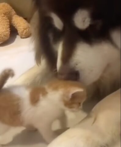 Il grande cuore della mamma Husky che ha adottato un gattino randagio (VIDEO)