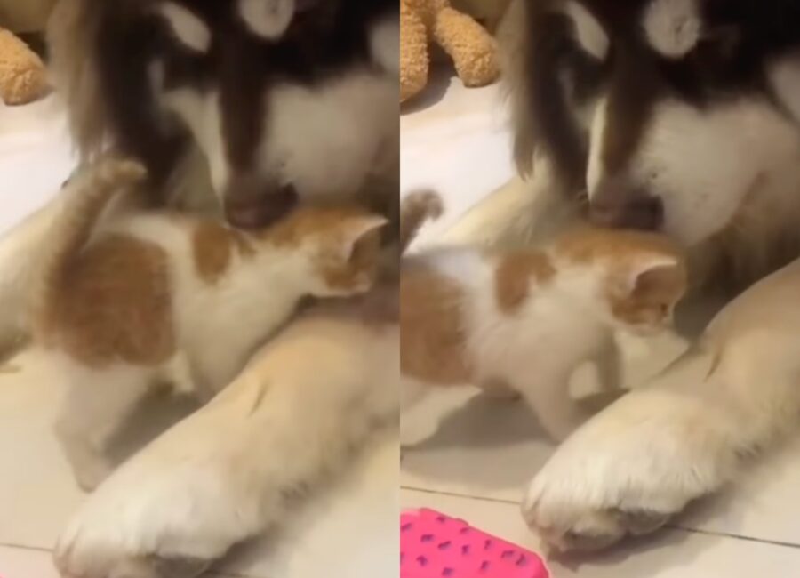 mamma husky adotta gattino randagio