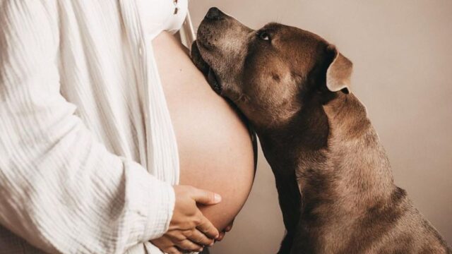 Manni, l’adorabile Amstaff che bacia il pancione della sua umana incinta (VIDEO)