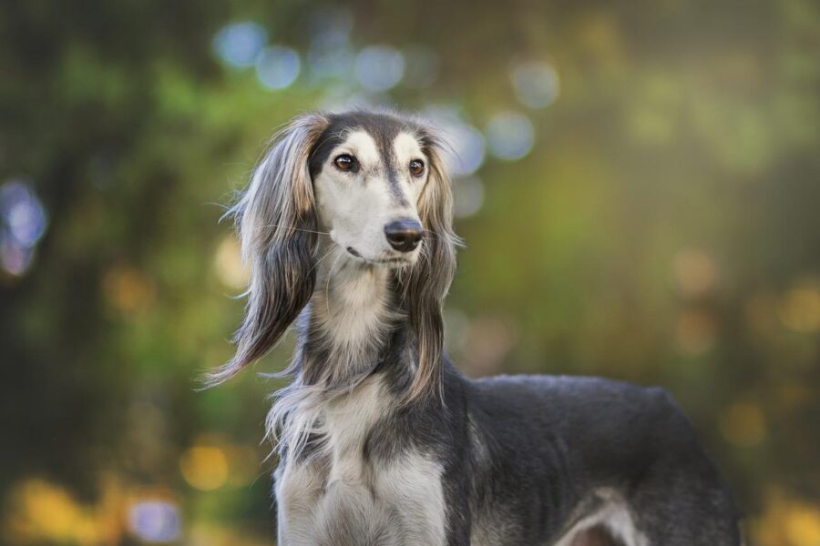 cane col mantello lungo