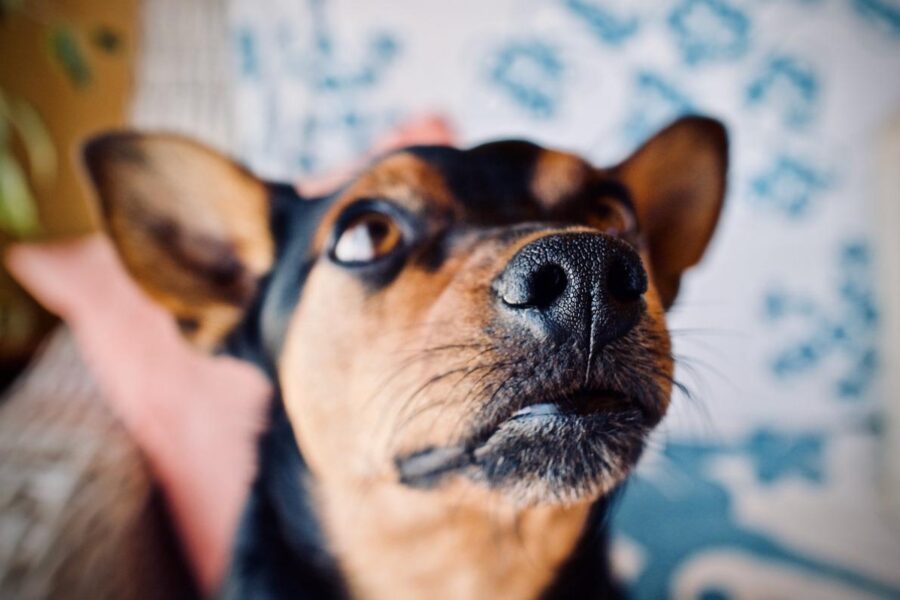 baffi del cane sono peli