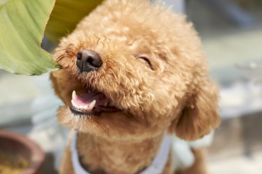 cagnolino con il mantello riccio