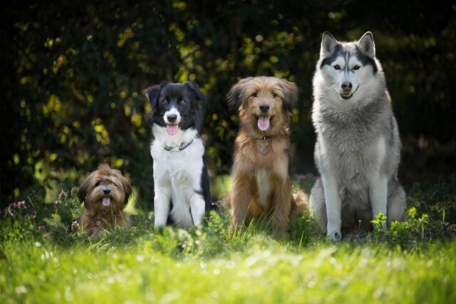 Mantello del cane: tutte le varianti e come curarle