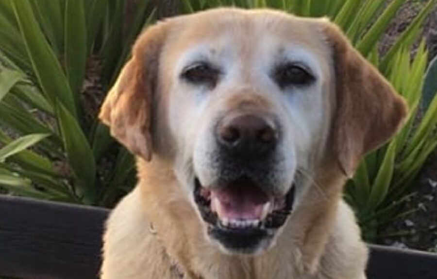 cagnolina muso bianco naso nero 