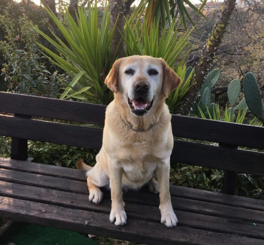 cagnolina con palme alle spalle 