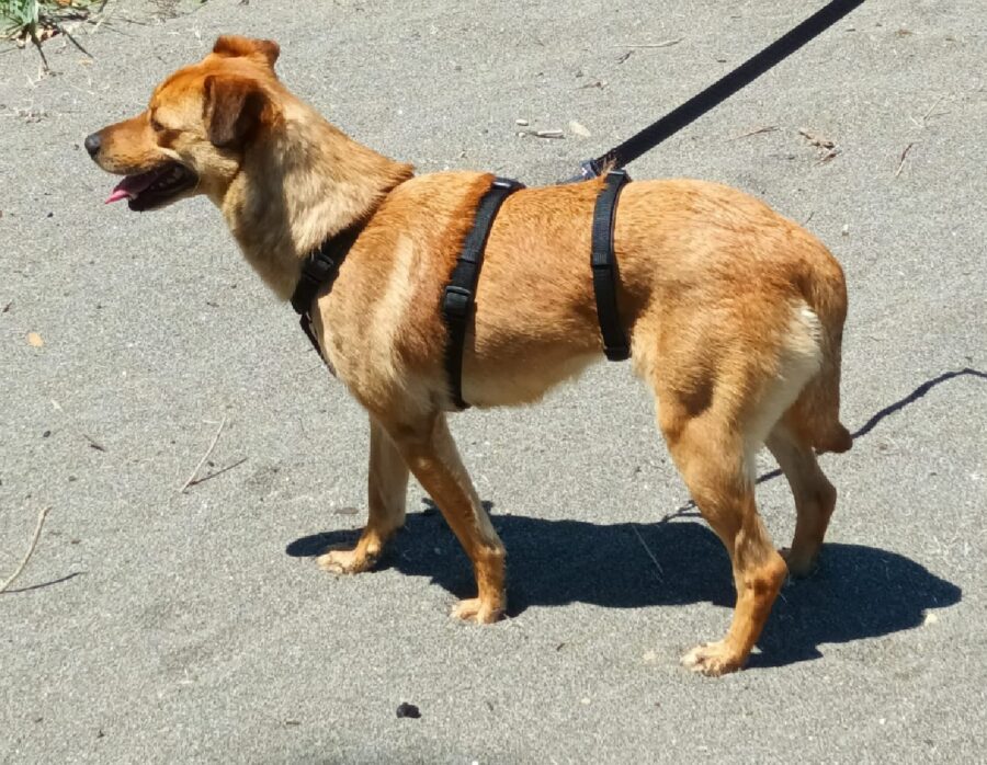 cagnolina pettorina doppia cintura 