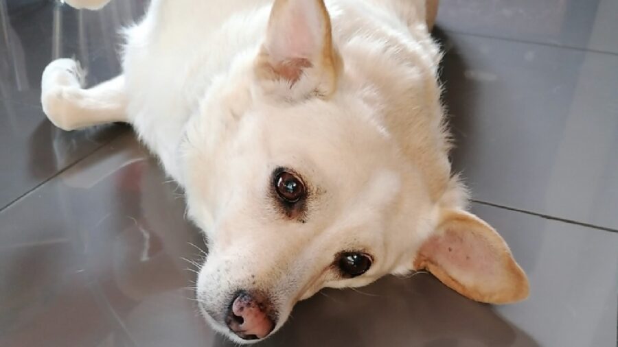 cane meticcio femmina media taglia