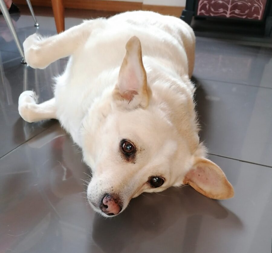 cane sul pavimento grigio