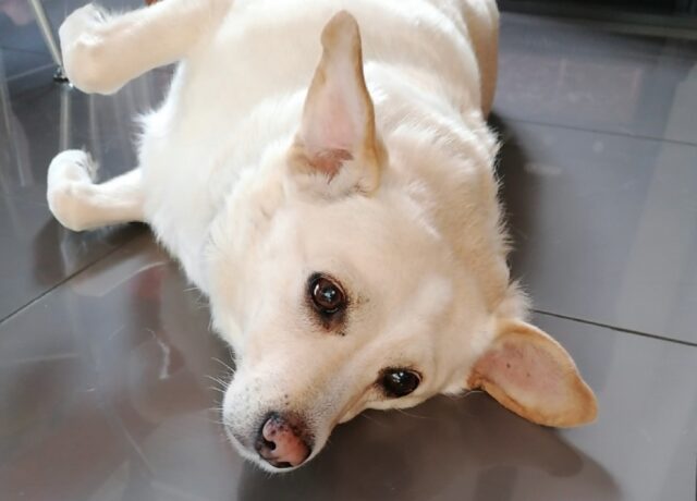 Montelabbate, sparisce nella notte questa cagnolina di nome Lilla, il caso tiene tutti col fiato sospeso