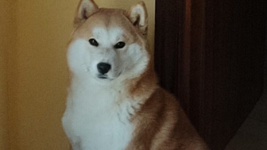 cane shiba inu pelo rosso bianco