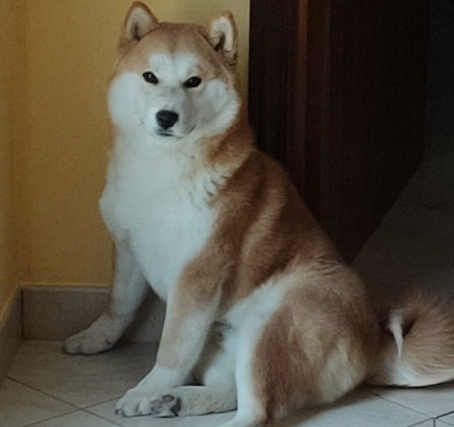 cane seduto per terra