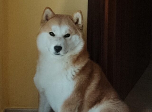 Moscufo, uno Shiba Inu di nome Aki ha fatto perdere ogni sua traccia, l’appello dei proprietari