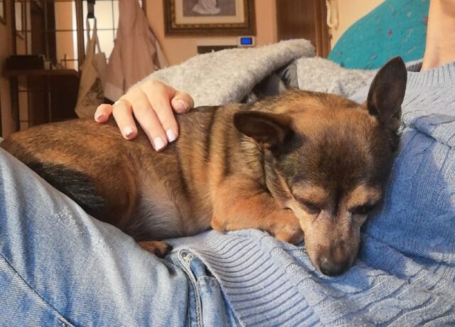 Noventa Vicentina, scappata una cagnolina di 10 anni, sono tutti alla ricerca di una simil Pinscher di piccola taglia