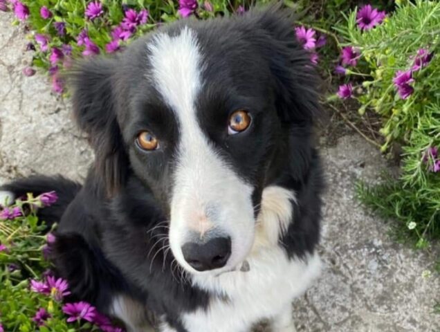 Oristano, Border Collie viene smarrita, la cucciola è buona e risponde al nome di Rebecca