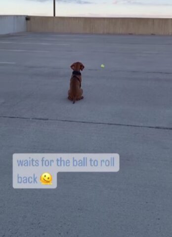 Un cagnolino aspetta che la pallina torni indietro, non la rincorre (VIDEO)