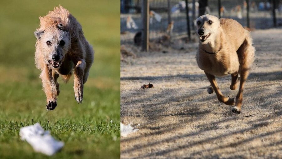 Phelan, il cane velocissimo salvato da una triste fine