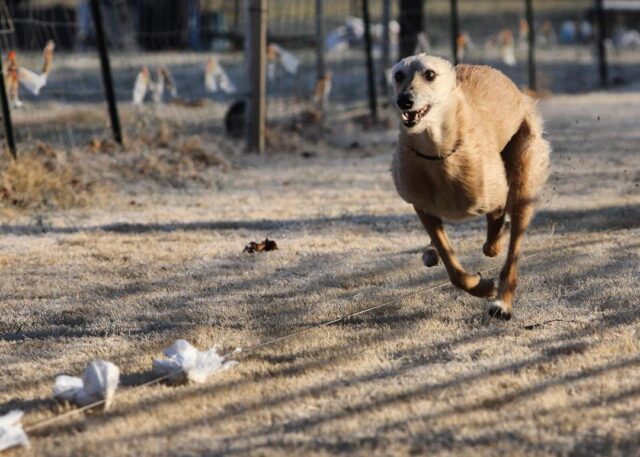 Phelan, l’American Staghound adottato che è diventato un campione del mondo (VIDEO)