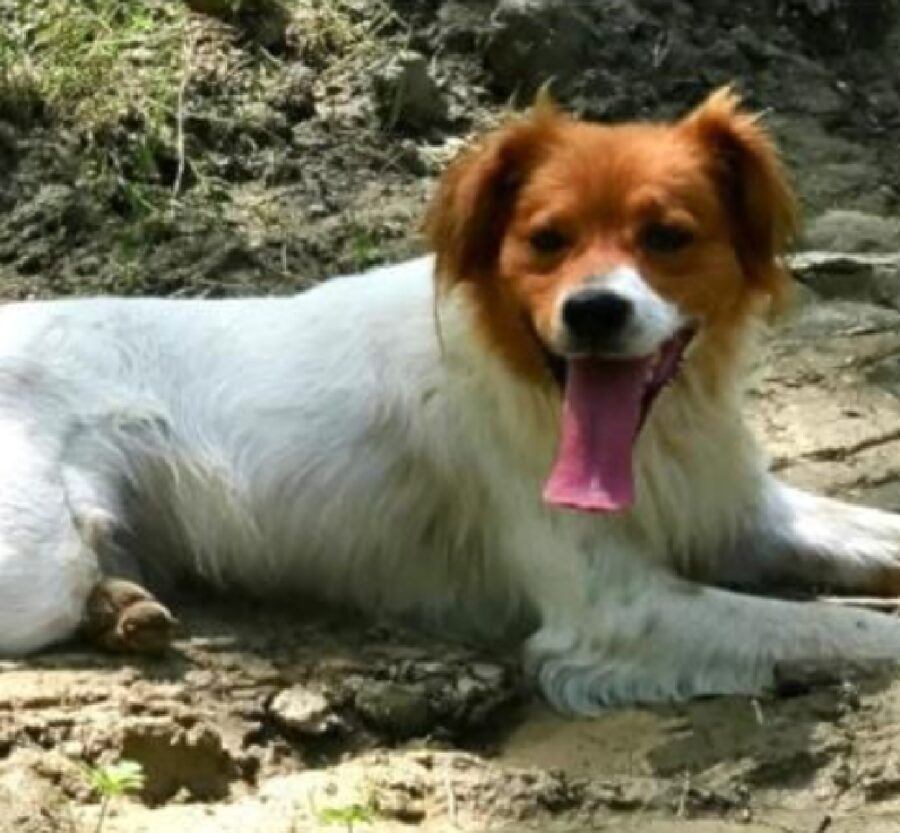 cucciolo varenne pelo bicolore 