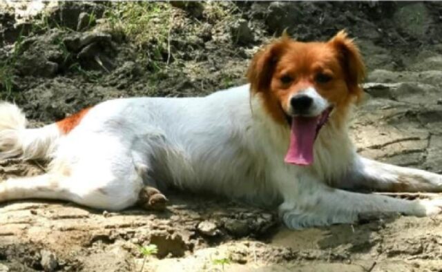 Piacenza, ricompensa di 5.000€ per chiunque ritrovi Varenne, il cagnolino smarrito da settimane