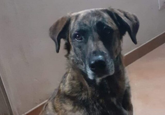 Pietraperzia, a mesi dalla scomparsa di Zara, la famiglia crede ancora nel ritrovamento della cagnolina