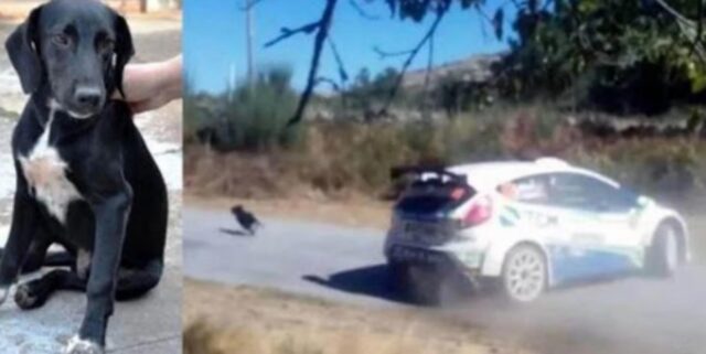 Il pilota rinuncia a vincere la gara per salvare il cucciolo apparso in mezzo alla strada