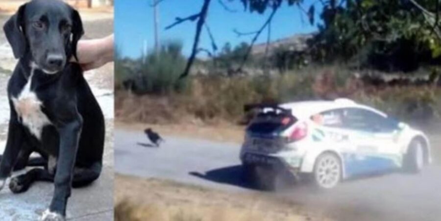 pilota perde la corsa per un cane