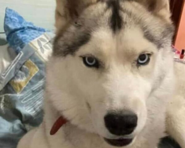 Ponzano Veneto, sparita una Siberian Husky di nome Yuma, l’appello della proprietaria per ritrovare l’amica a 4 zampe