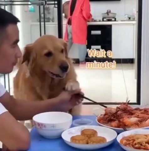 Il cagnolino vuole che si pranzi tutti insieme, perciò si arrabbia con il suo padrone (VIDEO)