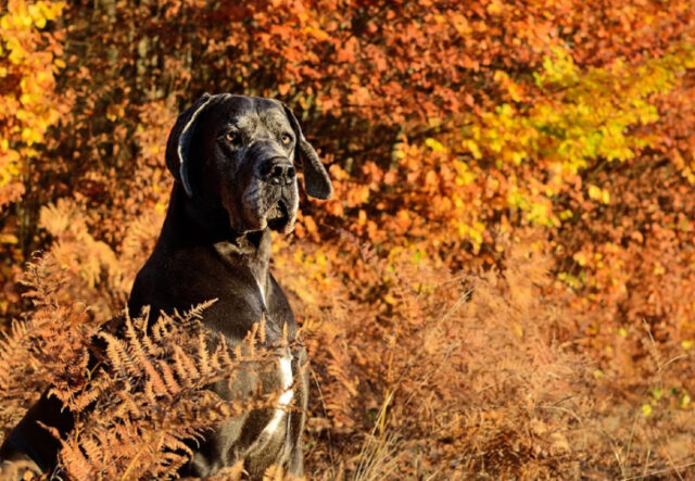 5 prodotti di bellezza per il cane Alano, slanciato e maestoso