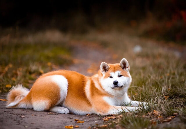 5 prodotti di bellezza per il cane Akita, i migliori per il migliore