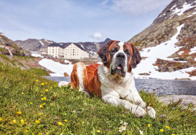 5 prodotti di bellezza per il San Bernardo, i più indicati per Fido